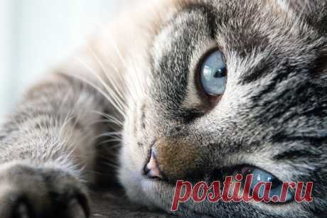 Поход в ветеринарку | Я и дача | Яндекс Дзен