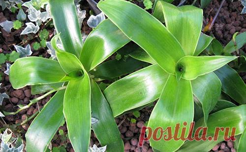 Растение золотой ус: лечебные свойства и противопоказания (каллизия душистая)