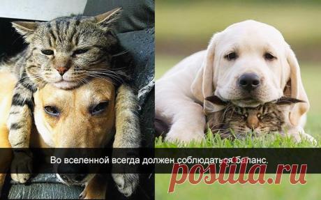 Открытки, в которых можно узнать себя
Всегда уважала кошек и собак - это самые лучшие друзья человек