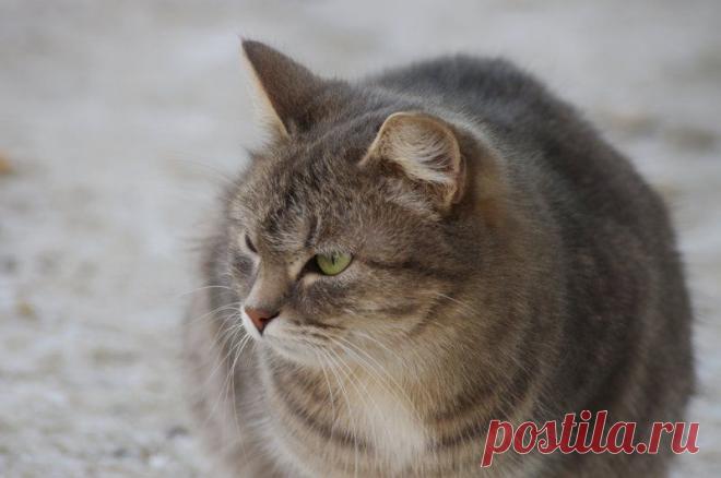 кот / Поиск по тегам / CATFOTO.COM фотографии кошек и котят, дикие кошки, блоги любителей кошек