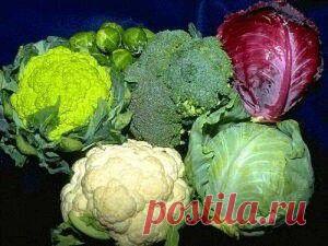 (30) Одноклассники    НАКОРМИТЕ КАПУСТУ.....ПАСТОЙ (спасению капусты от вредителей. )