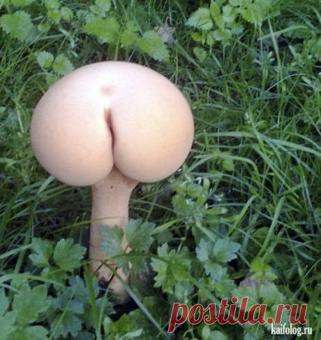 Прикольный гриб.