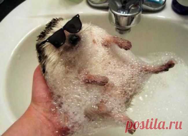 Животные, которые не сомневаются в своей крутости