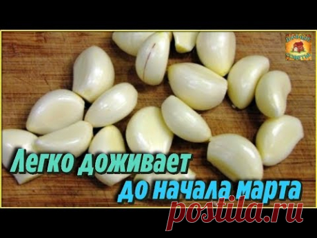 Как правильно ЗАМОРОЗИТЬ ЧЕСНОК на зиму, чтобы он хранился до весны ПРОСТО и ЛЕГКО - YouTube