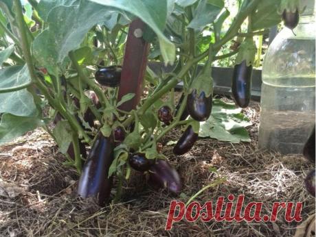 Десять правил для выращивания баклажан. Эту теплолюбивую культуру с красивыми, нарядными фиолетовыми и непривычными белыми плодами вполне можно выращивать в теплицах и получать неплохой урожай в любое, даже не очень жаркое лето. Нужно лишь запомнить несколько правил. Первое. Правильно выбирайте сорт. Лучше, чтобы он был...