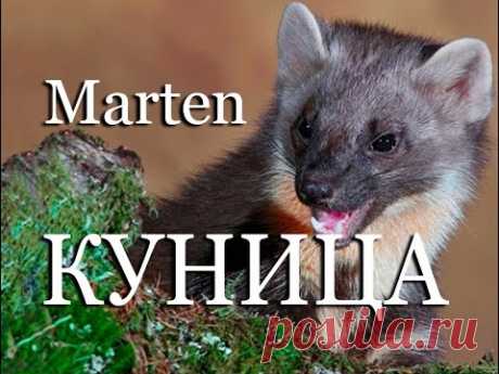 Куница — Marten - YouTube