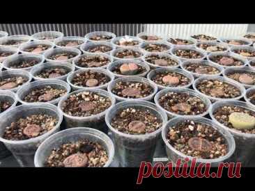 Литопс (Lithops) - живой камень - необычный суккулент в коллекции Георгия Аристова