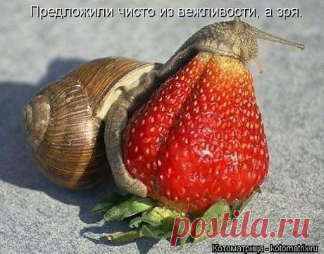 ВЕСЕЛАЯ ЗВЕРоКОТоМАТРИЦА