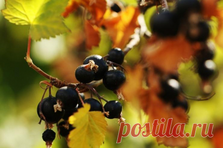 Как правильно обрезать смородину