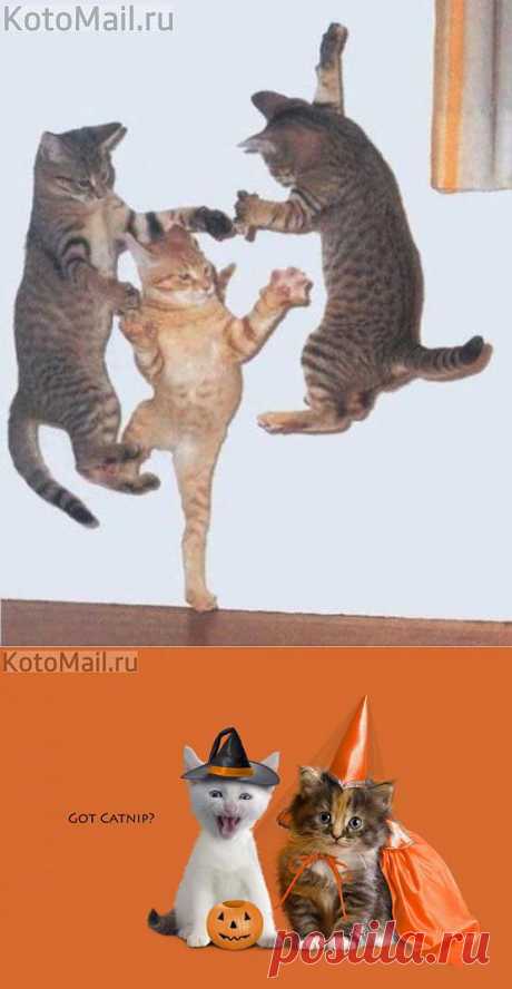 Шабаш котов | KotoMail.ru