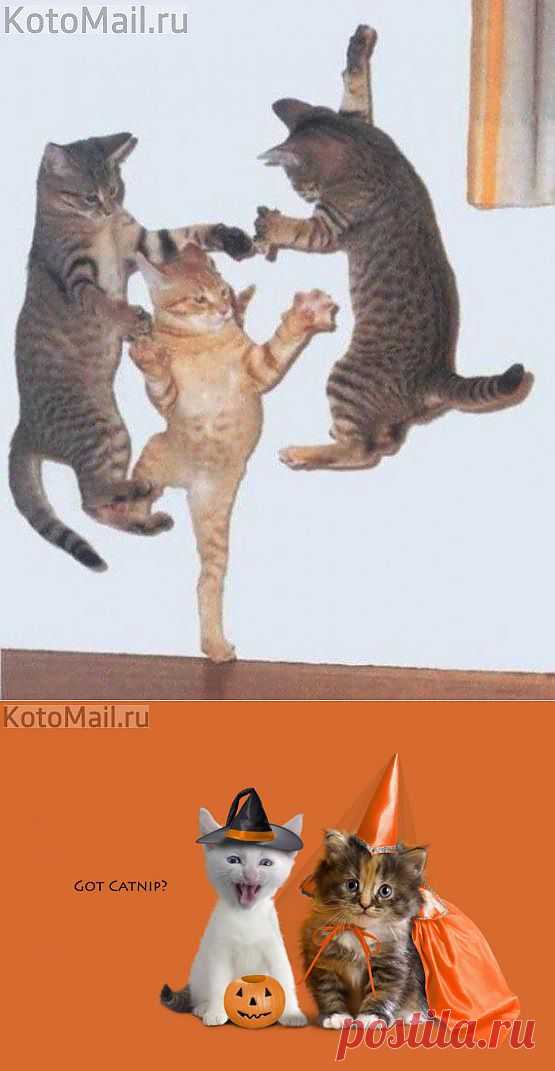 Шабаш котов | KotoMail.ru