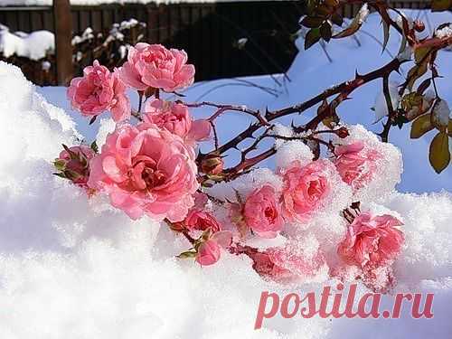 Розы на снегу