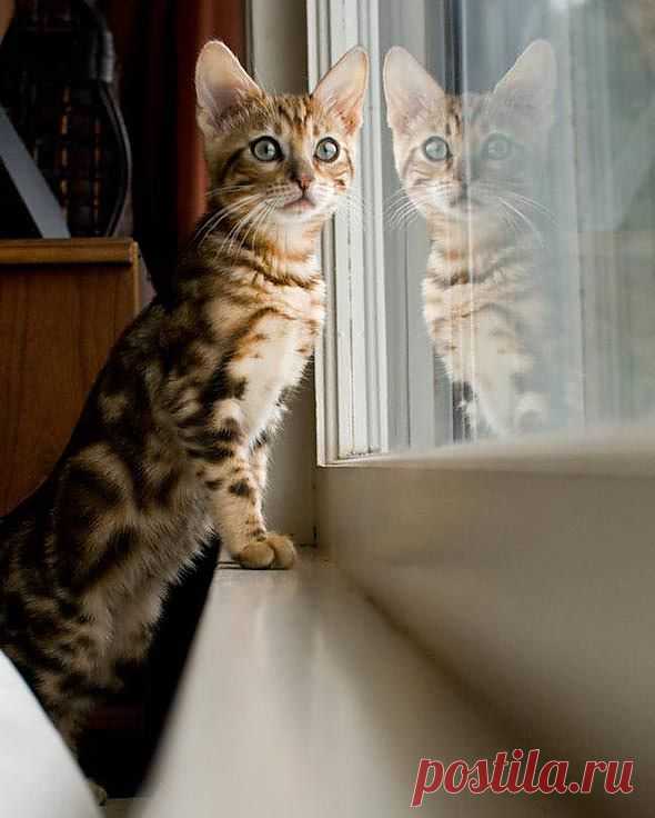 Good Morning Kitten - Nadia [redux] - January 04, 2012