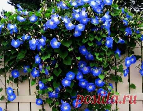 Лёгкие вьющиеся растения для изгородей