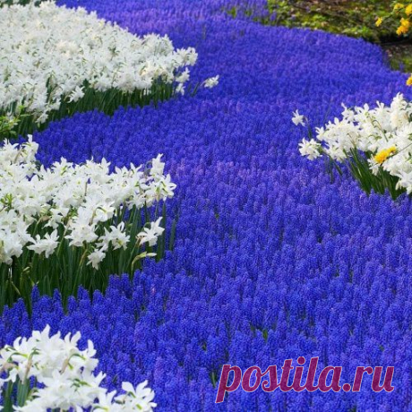 Где и какие цветы сажать