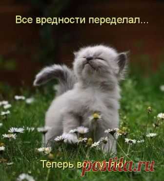 18 уморительных приколов для отличного настроения. Заряд позитива на весь день