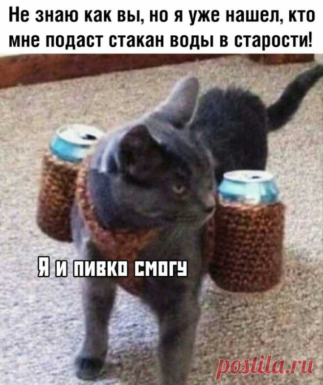Переноска для кота