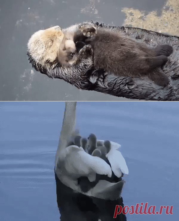 Никто вас не будет любить сильнее, .....чем ваша мама....))))