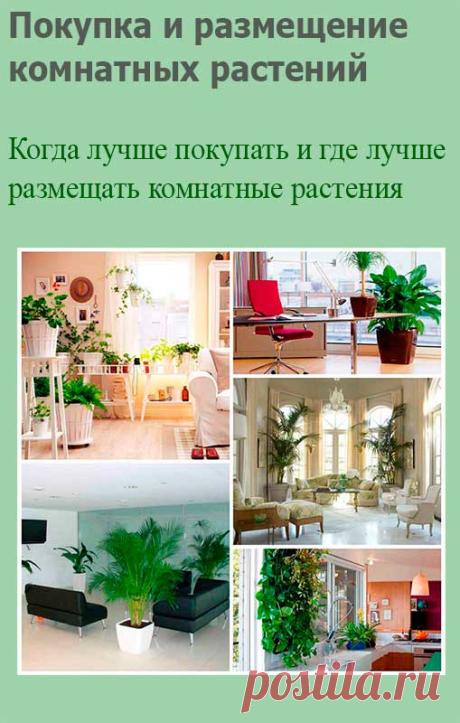 Покупка и размещение комнатных растений. Покупка комнатного растения - дело ответственное, требующее большого внимания. Вы, конечно, можете приобрести растение просто потому, что вам понравился его внешний вид, а потом постараться найти для него подходящее место.