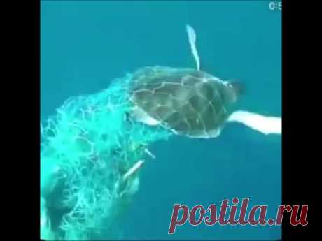 Спасение черепахи