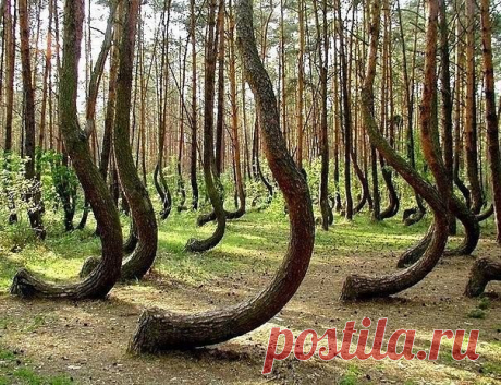 Загадочный кривой лес в Польше