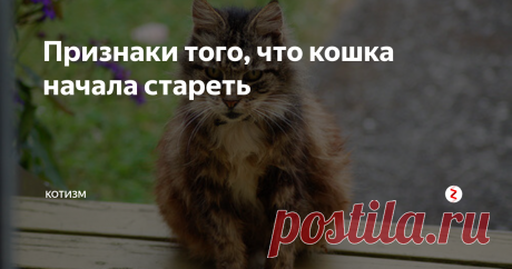 Признаки того, что кошка начала стареть Каждый пушистый зверь стареет по-своему. Один может гоняться и в престарелом возрасте за игрушками, а другой предпочитает днями напролет возлегать на подоконнике. В любом случае с наступлением старости кошкам требуется особенный уход.
Признаки того, что кошка начала стареть:
1. Ухудшается слух. Животное уже не бежит к миске, услышав шелест пакета с кормом или звук открывающегося холодильника, а та