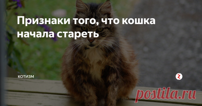 Признаки того, что кошка начала стареть Каждый пушистый зверь стареет по-своему. Один может гоняться и в престарелом возрасте за игрушками, а другой предпочитает днями напролет возлегать на подоконнике. В любом случае с наступлением старости кошкам требуется особенный уход.
Признаки того, что кошка начала стареть:
1. Ухудшается слух. Животное уже не бежит к миске, услышав шелест пакета с кормом или звук открывающегося холодильника, а та