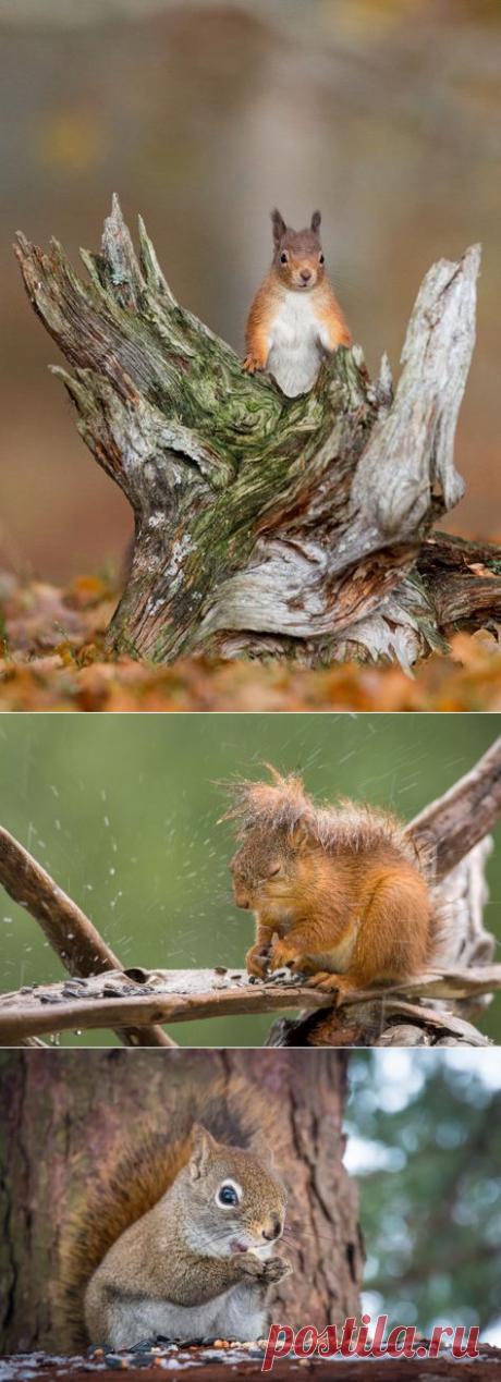 Умиляющие белки...