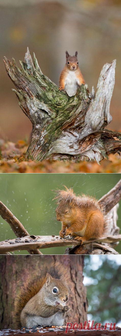 Умиляющие белки...