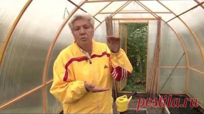 ❖Обработка теплицы осенью БЕЗ ЗАМЕНЫ ПОЧВЫ.❖ 5 ПРОСТЫХ ПРАВИЛ!!!