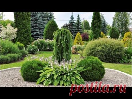 🏡 Великолепие ландшафтного дизайна - туя Вудварди (Woodwardii)