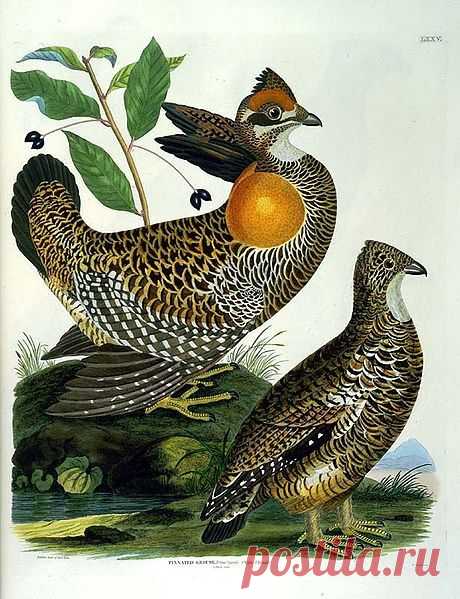 Тетерев вересковый (лат. Tympanuchus cupido cupido) — вымерший подвид большого степного тетерева из отряда курообразных.