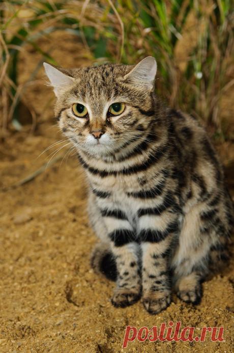 Черноногая кошка (Felis nigripes) | Терри Уиттакер Фотография