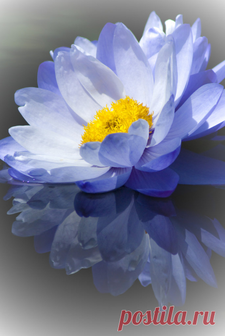 Australian Water Lily, Longwood Gardens, Kennett Square, Pennsylvania / Australian Water Lily  |  larryn2009  |  Flickr
