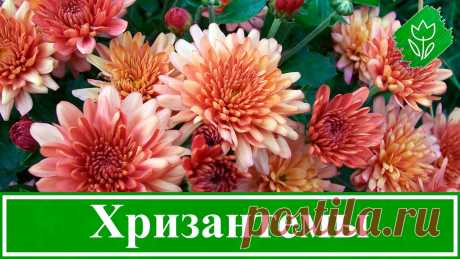 Болезни хризантем
Хризантемы — одна из самых распространенных цветущих культур в саду. Эти невероятно красивые и пышные растения впервые были культивированы в Китае и Японии, а затем постепенно распространились по всему миру. Сегодня появилось огромное количество сортов, которые поражают своим характером и цветом.