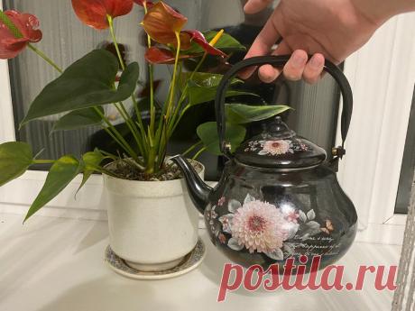 Долго смеялся, когда мне посоветовали поливать растения горячей водой, но когда попробовал, пришлось извиниться | САДОВОДУС | Яндекс Дзен