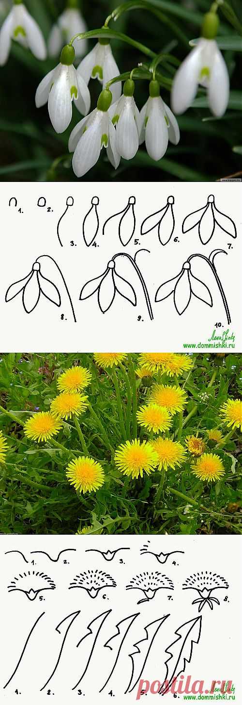 Пять весенних цветов