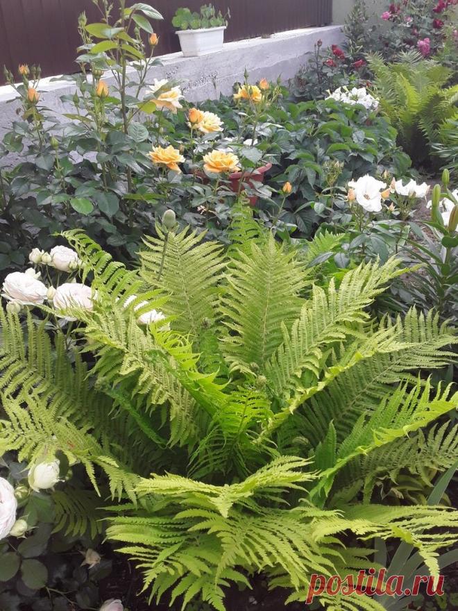 Мощные папоротники и разные фломастеры | Грабельки мои! | Яндекс Дзен