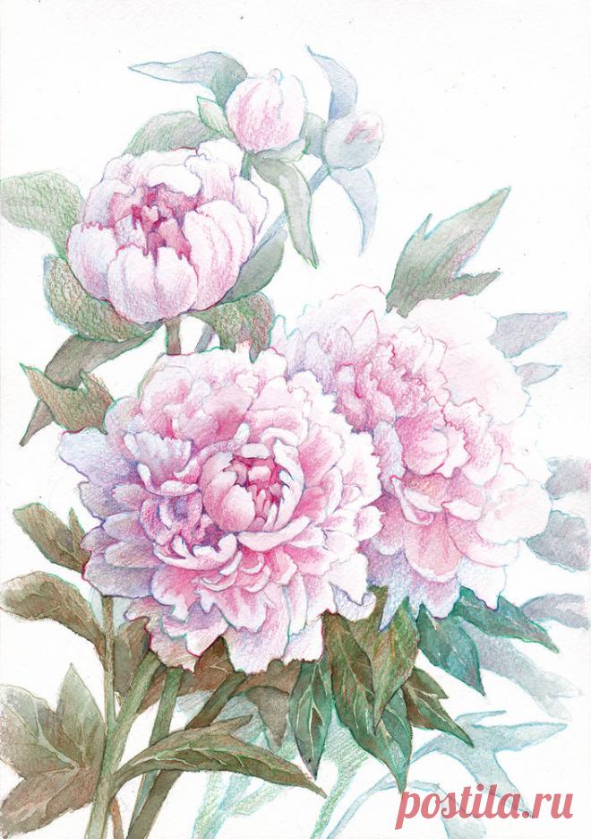 Реалистичное изображение розовых пионов в смешанной технике (акварель и цветные карандаши) - Ярмарка Мастеров - ручная работа, handmade