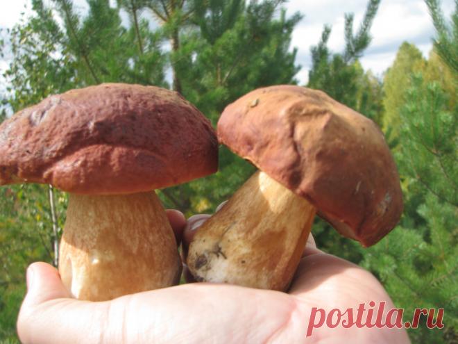 Белые грибы