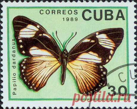 cuba_papillon4.jpg (803×639)