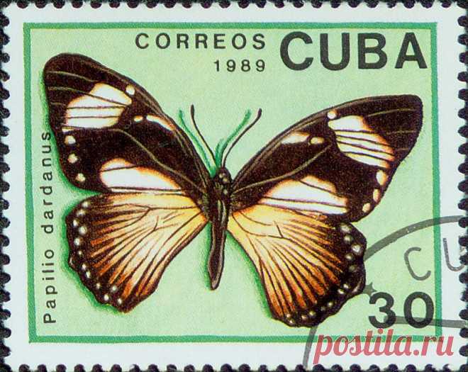 cuba_papillon4.jpg (803×639)