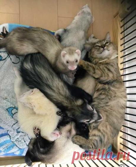 Комари - спасённый котенок, который считает себя хорьком