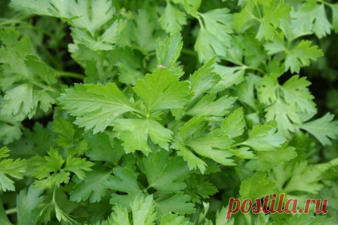 Петрушка- зелёная аскорбинка 
Растение содержит много аскорбиновой кислоты, сложное эфирное масло, гликозиды, белки, углеводы, флавоноиды, фолиевую кислоту, минеральные соли. По содержанию витаминов занимает первое место среди ов…