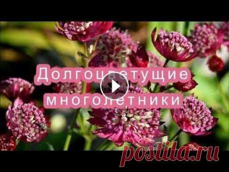 ❀ДОЛГОЦВЕТУЩИЕ МНОГОЛЕТНИКИ ДЛЯ САДА❀ В этом видео расскажу про садовые многолетники,цветущие продолжительное время,а некоторые из них могут цвести в течение всего лета непрерывно. #Сад#Мн...