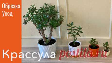 Крассула (толстянка). Особенности ухода, начальное формирование кроны. | Наши растения | Дзен