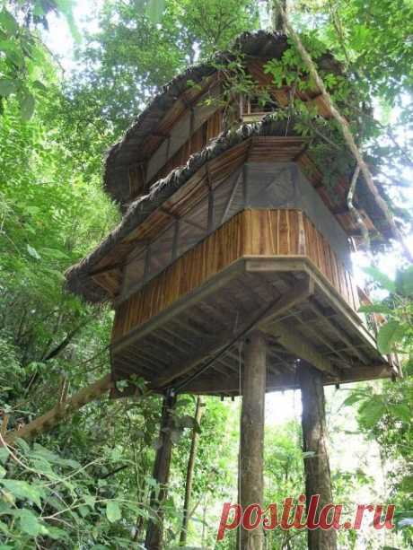 Усадьба Беллависта – поселение на деревьях