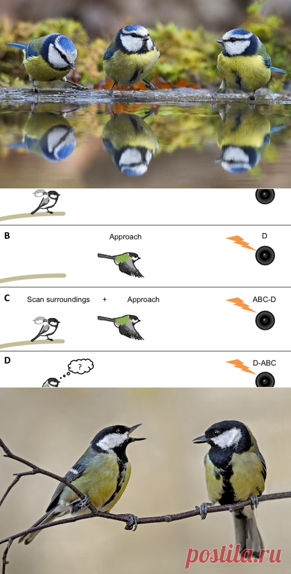 Расшифрован язык синичек — Наука и жизнь