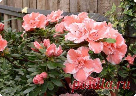Цветы азалия – уход за цветком в разные периоды цветения | Женская книга
