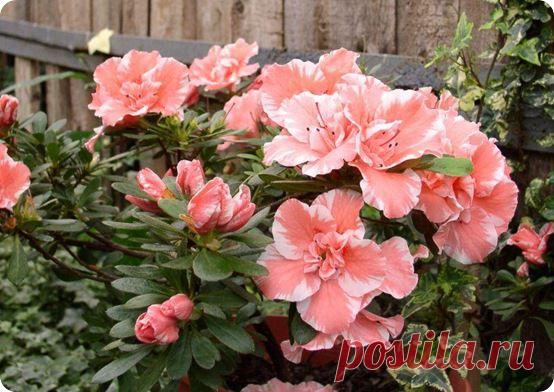 Цветы азалия – уход за цветком в разные периоды цветения | Женская книга